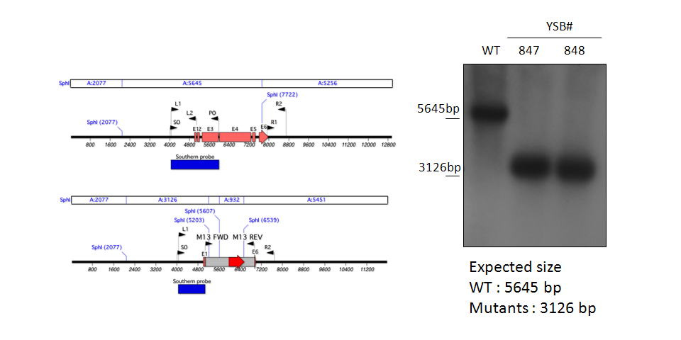 Gene disruption strategy for CNAG_06276T0