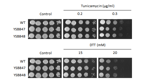 ER stress phenotype for CNAG_06276T0