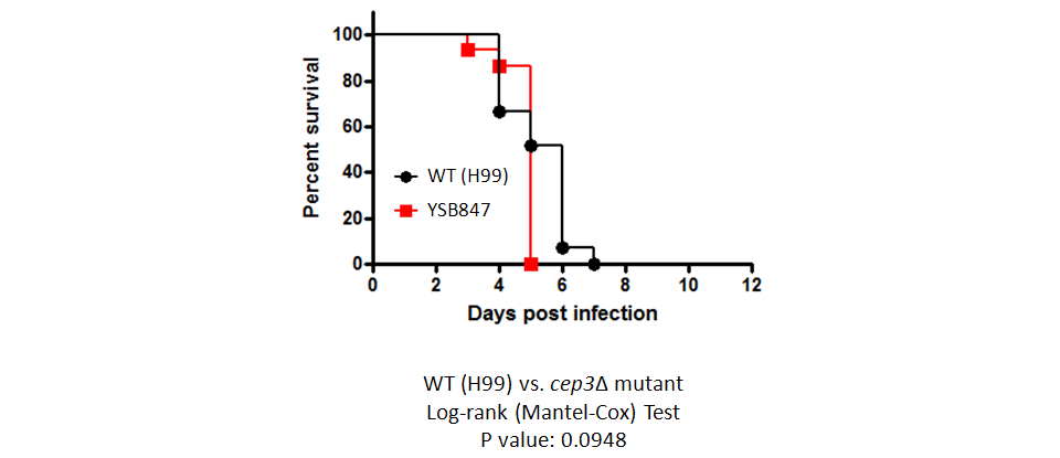 Galleria mellonella virulence data for CNAG_06276T0