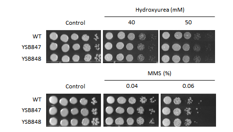 Genotoxic stress phenotype for CNAG_06276T0