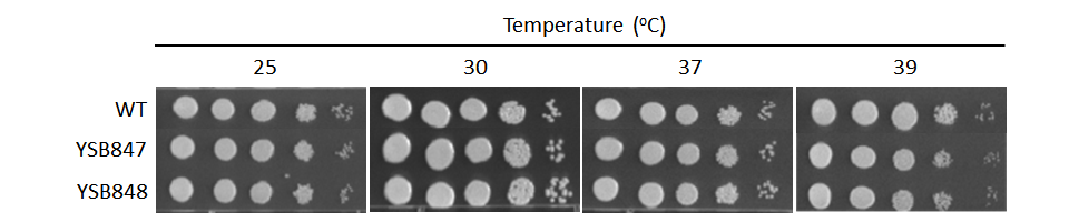 Growth phenotype for CNAG_06276T0