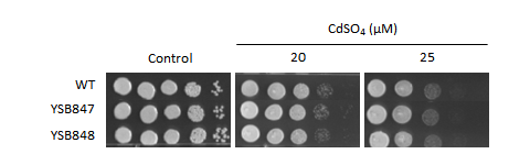 Heavy metal stress phenotype for CNAG_06276T0