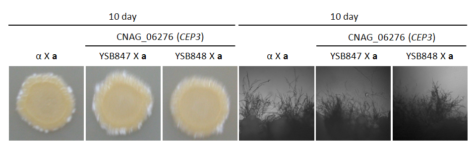 Mating phenotype for CNAG_06276T0