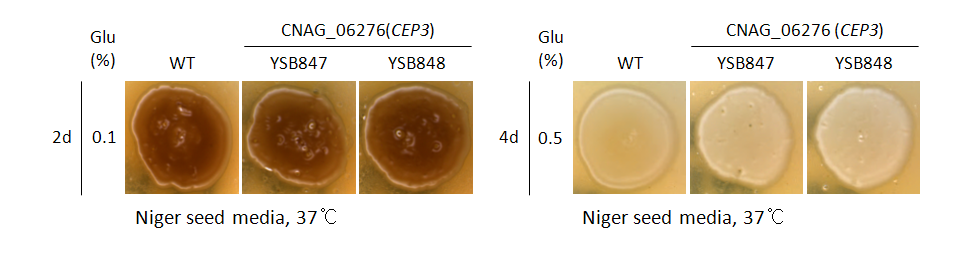 Melanin phenotype for CNAG_06276T0