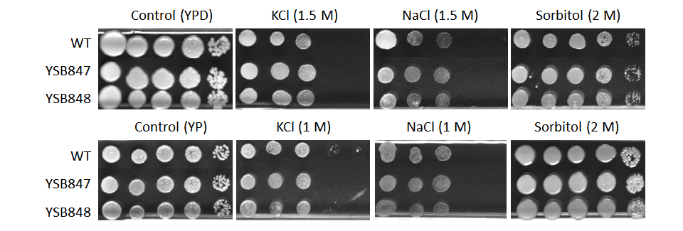 Osmotic stress phenotype for CNAG_06276T0