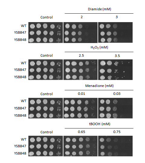 Oxidative stress phenotype for CNAG_06276T0