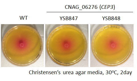 Urease phenotype for CNAG_06276T0