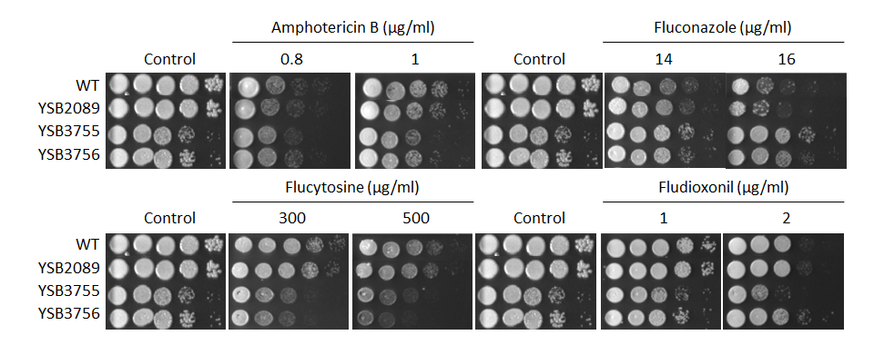 Antifungal drug susceptibility for CNAG_06283T0