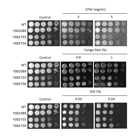 Cell wall stress phenotype for CNAG_06283T0