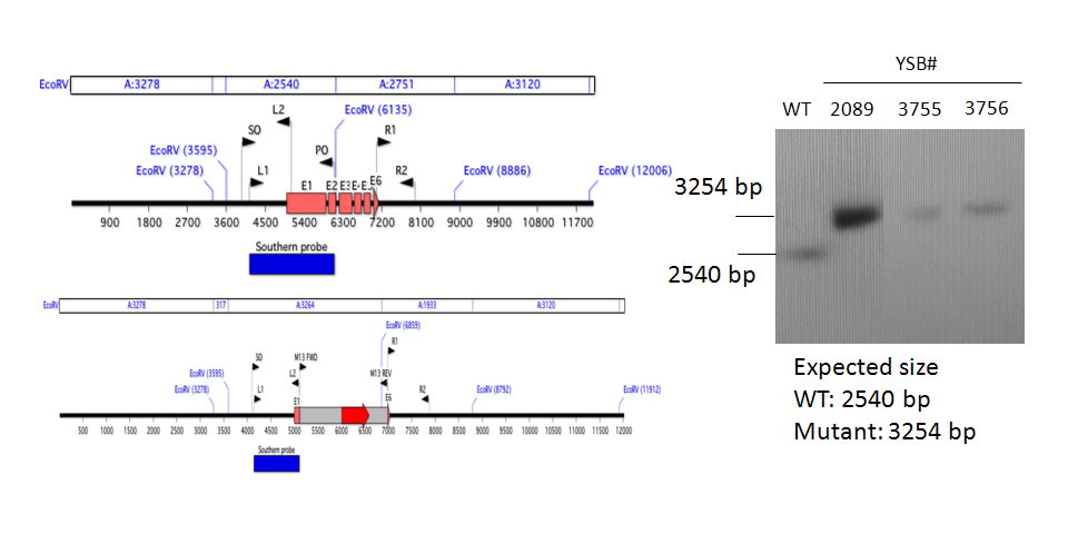 Gene disruption strategy for CNAG_06283T0