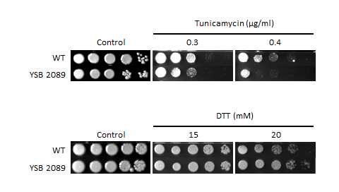 ER stress phenotype for CNAG_06283T0