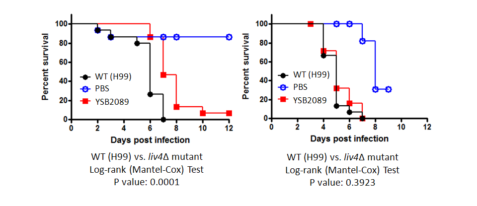 Galleria mellonella virulence data for CNAG_06283T0