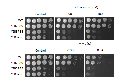 Genotoxic stress phenotype for CNAG_06283T0