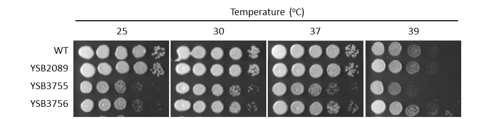 Growth phenotype for CNAG_06283T0