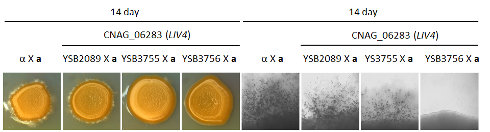 Mating phenotype for CNAG_06283T0