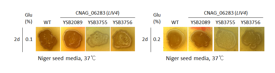 Melanin phenotype for CNAG_06283T0