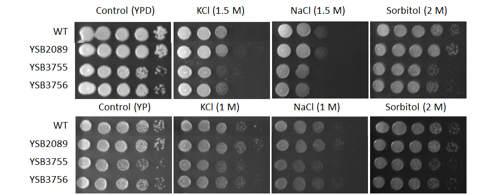 Osmotic stress phenotype for CNAG_06283T0