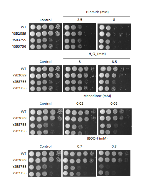 Oxidative stress phenotype for CNAG_06283T0