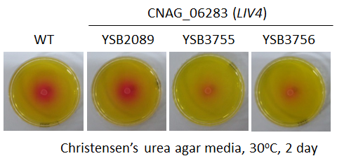 Urease phenotype for CNAG_06283T0