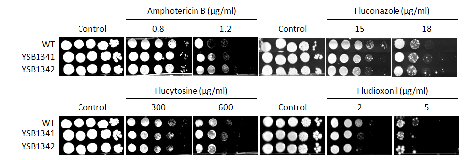 Antifungal drug susceptibility for CNAG_06339T0