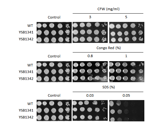 Cell wall stress phenotype for CNAG_06339T0