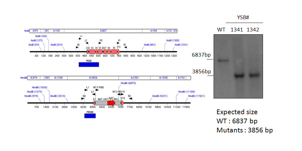 Gene disruption strategy for CNAG_06339T0