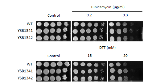 ER stress phenotype for CNAG_06339T0