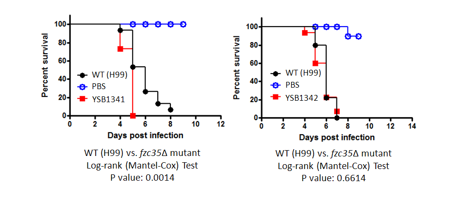 Galleria mellonella virulence data for CNAG_06339T0