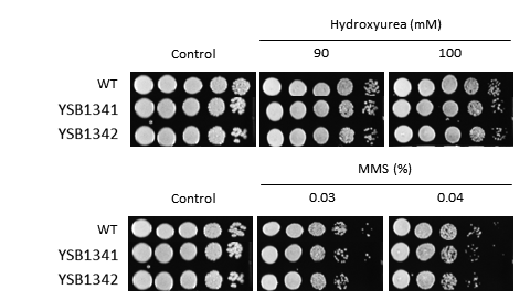 Genotoxic stress phenotype for CNAG_06339T0