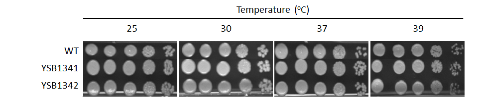 Growth phenotype for CNAG_06339T0