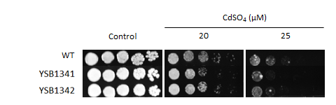Heavy metal stress phenotype for CNAG_06339T0