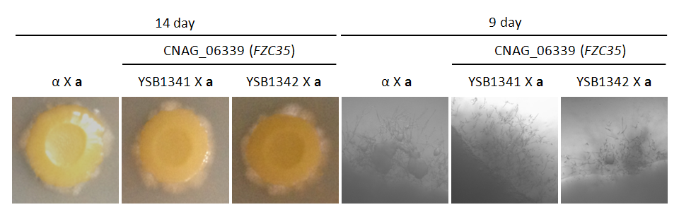 Mating phenotype for CNAG_06339T0