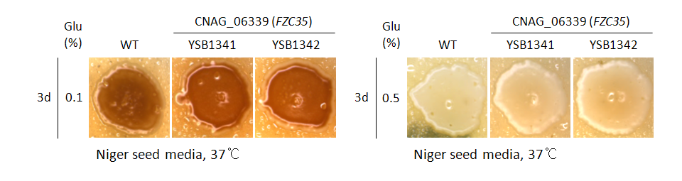 Melanin phenotype for CNAG_06339T0