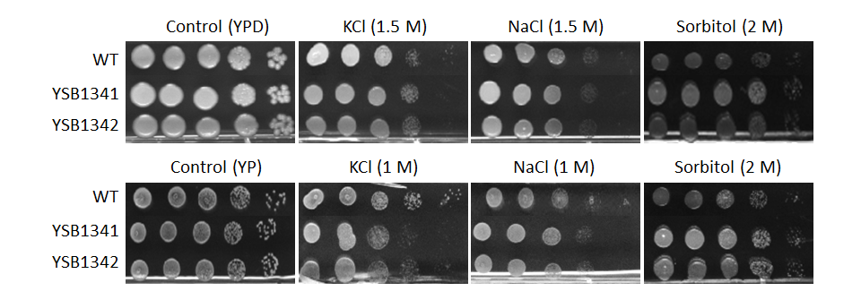 Osmotic stress phenotype for CNAG_06339T0