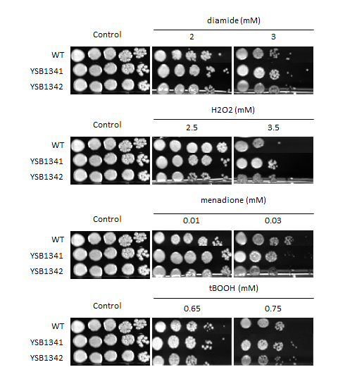 Oxidative stress phenotype for CNAG_06339T0