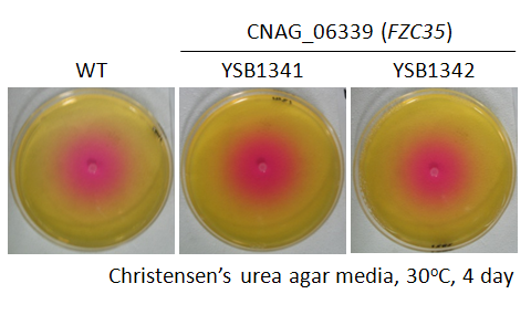 Urease phenotype for CNAG_06339T0