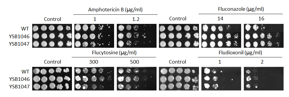 Antifungal drug susceptibility for CNAG_06425T0