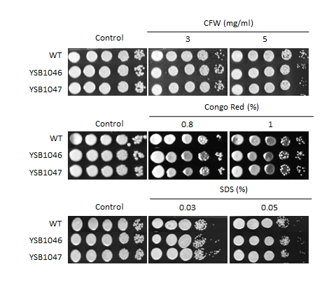 Cell wall stress phenotype for CNAG_06425T0