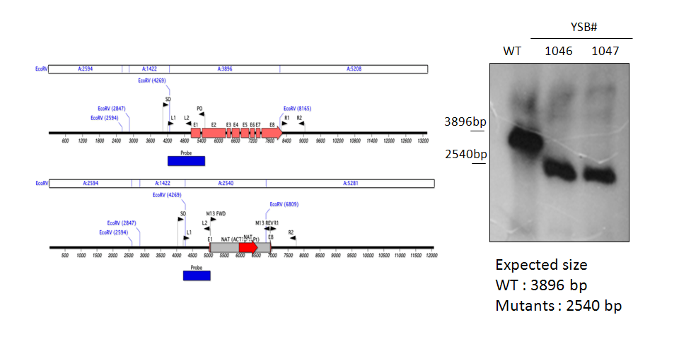 Gene disruption strategy for CNAG_06425T0