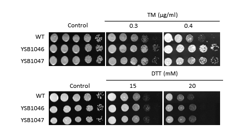 ER stress phenotype for CNAG_06425T0
