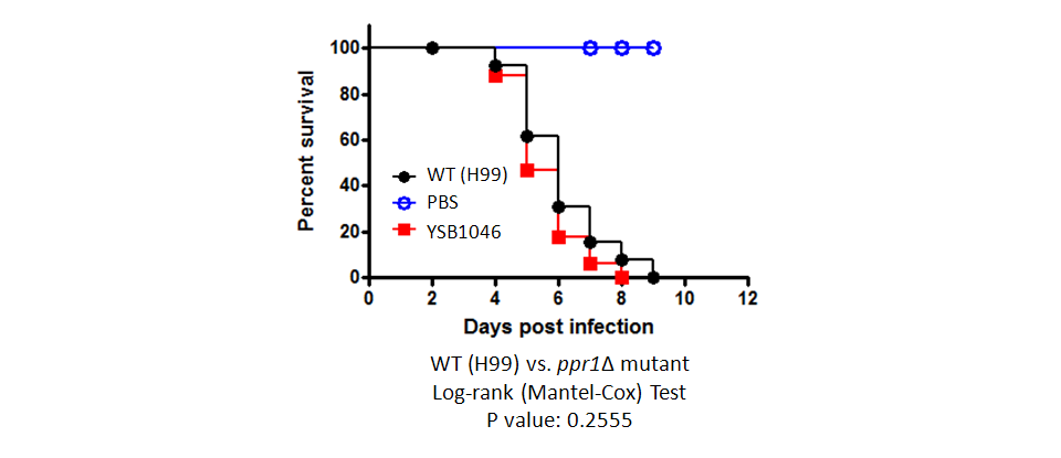 Galleria mellonella virulence data for CNAG_06425T0