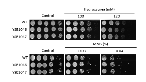 Genotoxic stress phenotype for CNAG_06425T0