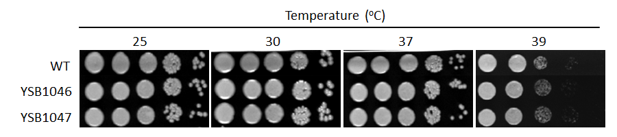 Growth phenotype for CNAG_06425T0