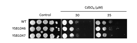 Heavy metal stress phenotype for CNAG_06425T0