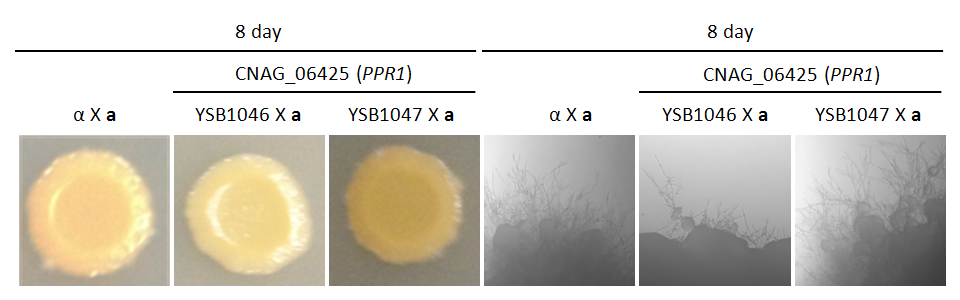 Mating phenotype for CNAG_06425T0
