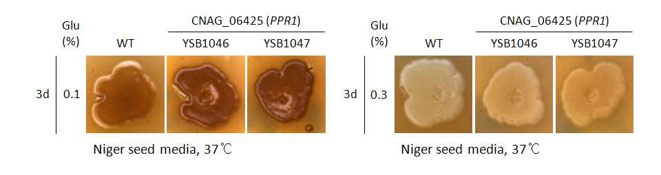 Melanin phenotype for CNAG_06425T0