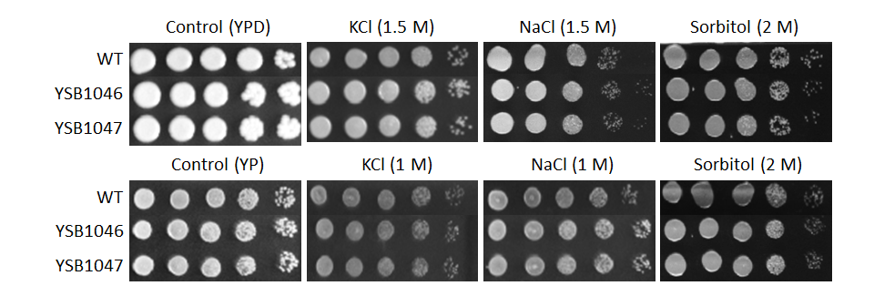 Osmotic stress phenotype for CNAG_06425T0