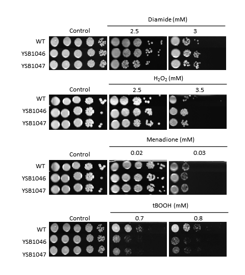 Oxidative stress phenotype for CNAG_06425T0