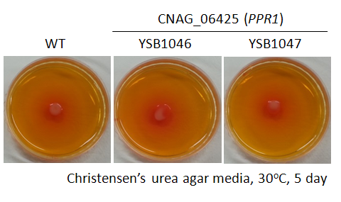 Urease phenotype for CNAG_06425T0