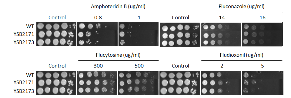 Antifungal drug susceptibility for CNAG_06719T0